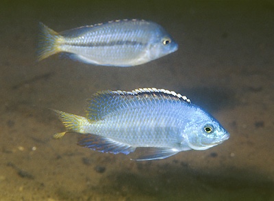 Protomelas pleurotaenia 'Liuli'